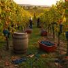 vendemmia